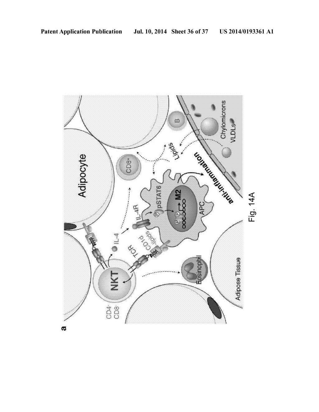 SYSTEMIC GLUCOSE TOLERANCE IN TYPE-2 DIABETES - diagram, schematic, and image 37