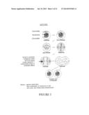 PLURIPOTENT THERAPEUTIC COMPOSITIONS AND USES THEREOF diagram and image
