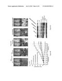 POLYMALIC ACID-BASED NANOBIOPOLYMER COMPOSITIONS diagram and image