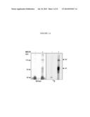 Membrane Transporter NaPi2b (SCL34A2) Epitope for Antibody Therapy,     Antibodies Directed Thereto, and Target for Cancer Therapy diagram and image