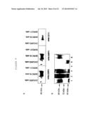 Membrane Transporter NaPi2b (SCL34A2) Epitope for Antibody Therapy,     Antibodies Directed Thereto, and Target for Cancer Therapy diagram and image