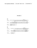 Membrane Transporter NaPi2b (SCL34A2) Epitope for Antibody Therapy,     Antibodies Directed Thereto, and Target for Cancer Therapy diagram and image