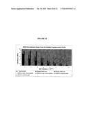 Membrane Transporter NaPi2b (SCL34A2) Epitope for Antibody Therapy,     Antibodies Directed Thereto, and Target for Cancer Therapy diagram and image