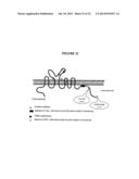 Membrane Transporter NaPi2b (SCL34A2) Epitope for Antibody Therapy,     Antibodies Directed Thereto, and Target for Cancer Therapy diagram and image