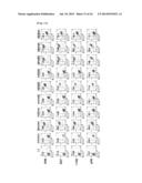 Anti-Human XCR1 Antibodies diagram and image