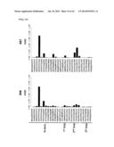 Anti-Human XCR1 Antibodies diagram and image