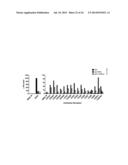 Anti-Human XCR1 Antibodies diagram and image