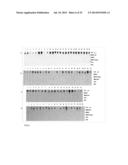 PEPTIDE CARRIER FUSION PROTEINS AS ALLERGY VACCINES diagram and image