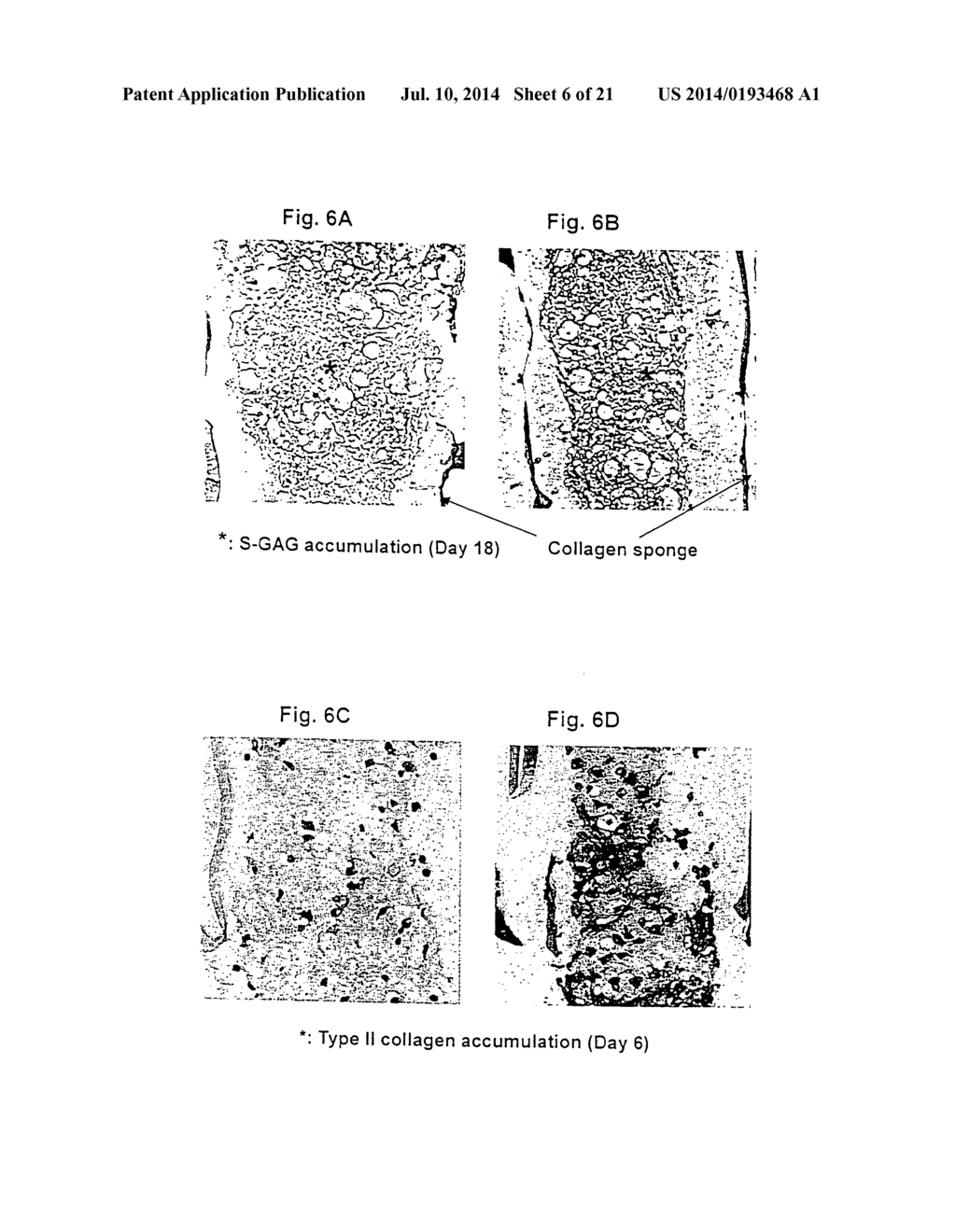 METHODS FOR PREPARATION OF NEO-CARTILAGE CONSTRUCTS - diagram, schematic, and image 07