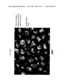 METHODS FOR PREPARATION OF NEO-CARTILAGE CONSTRUCTS diagram and image