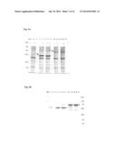 STABILISED VACCINE COMPOSITION diagram and image