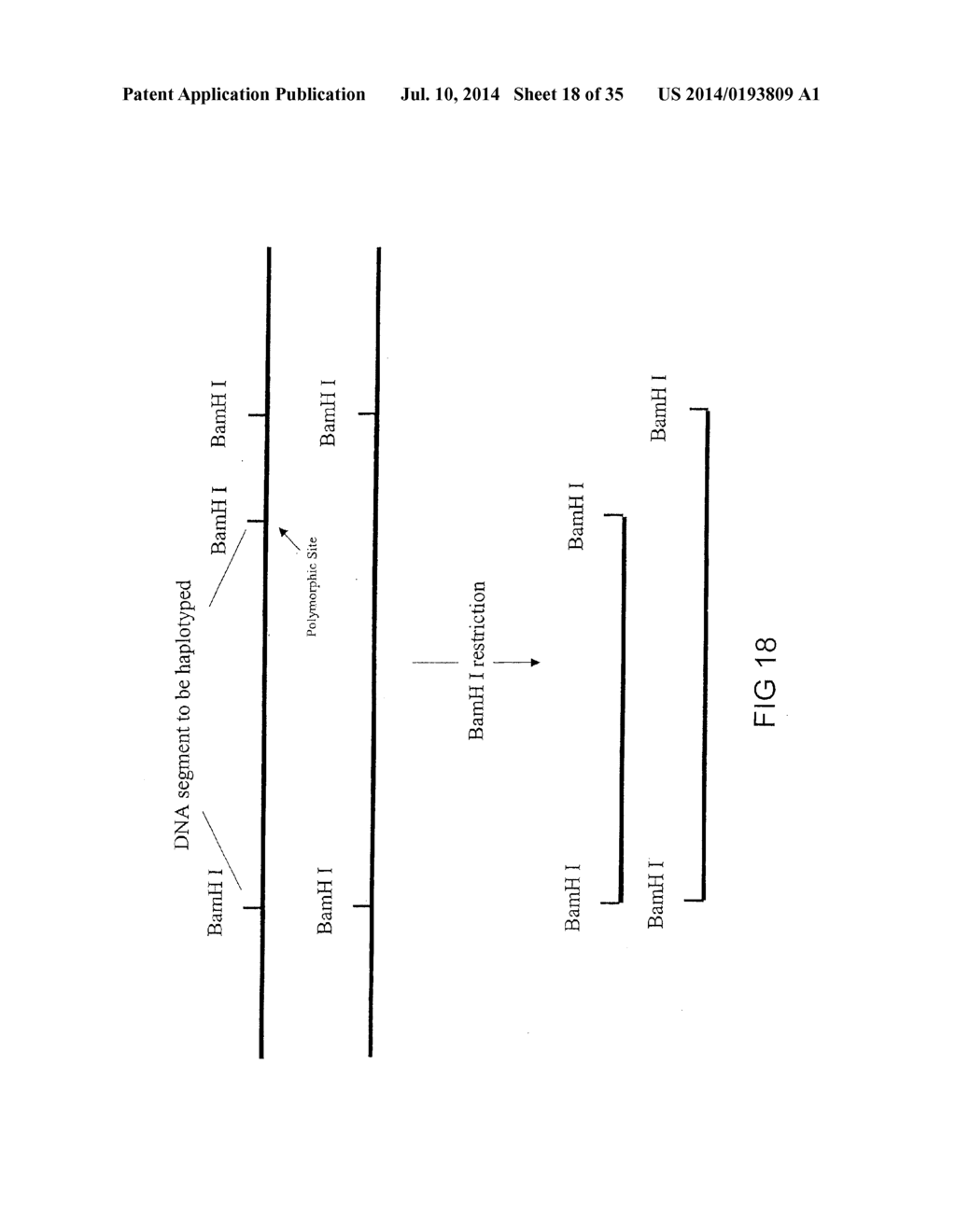 METHODS FOR GENETIC ANALYSIS OF DNA TO DETECT SEQUENCE VARIANCES - diagram, schematic, and image 19