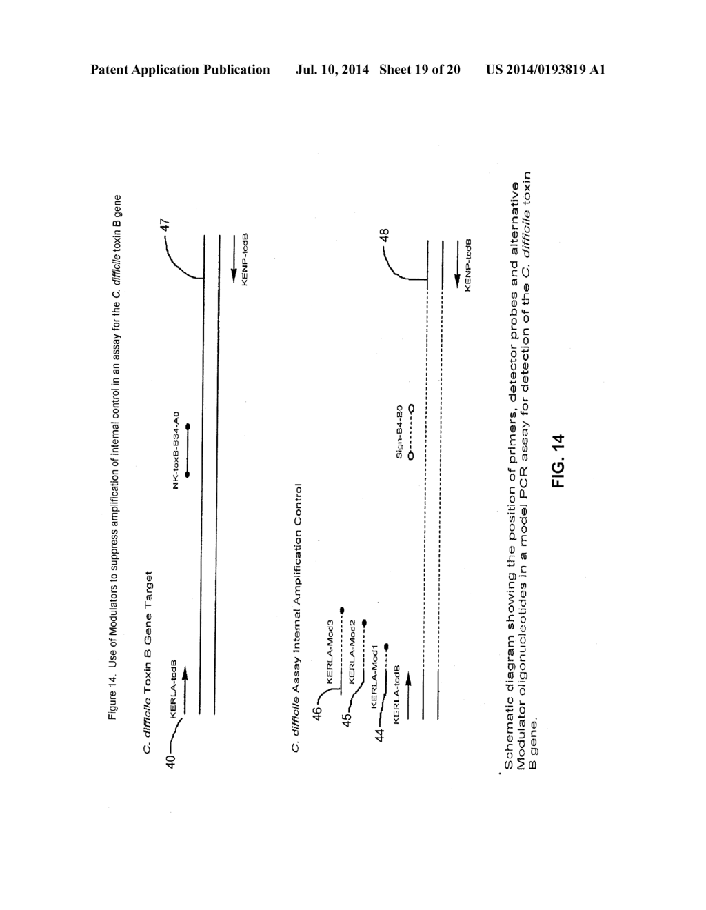 METHODS AND COMPOSITIONS FOR MODULATION OF AMPLIFICATION EFFICIENCY - diagram, schematic, and image 20