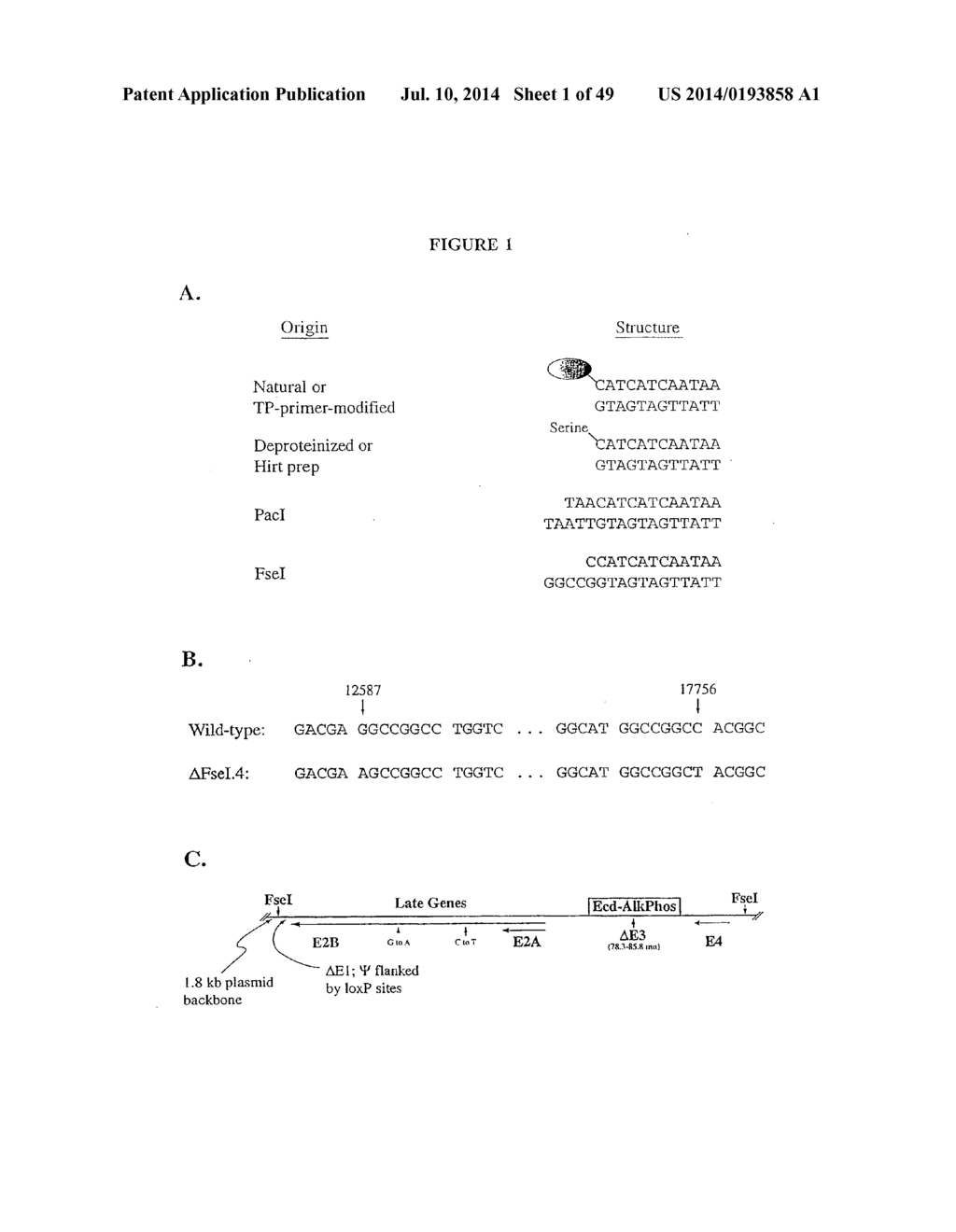 PRODUCTION OF VIRAL VECTORS - diagram, schematic, and image 02