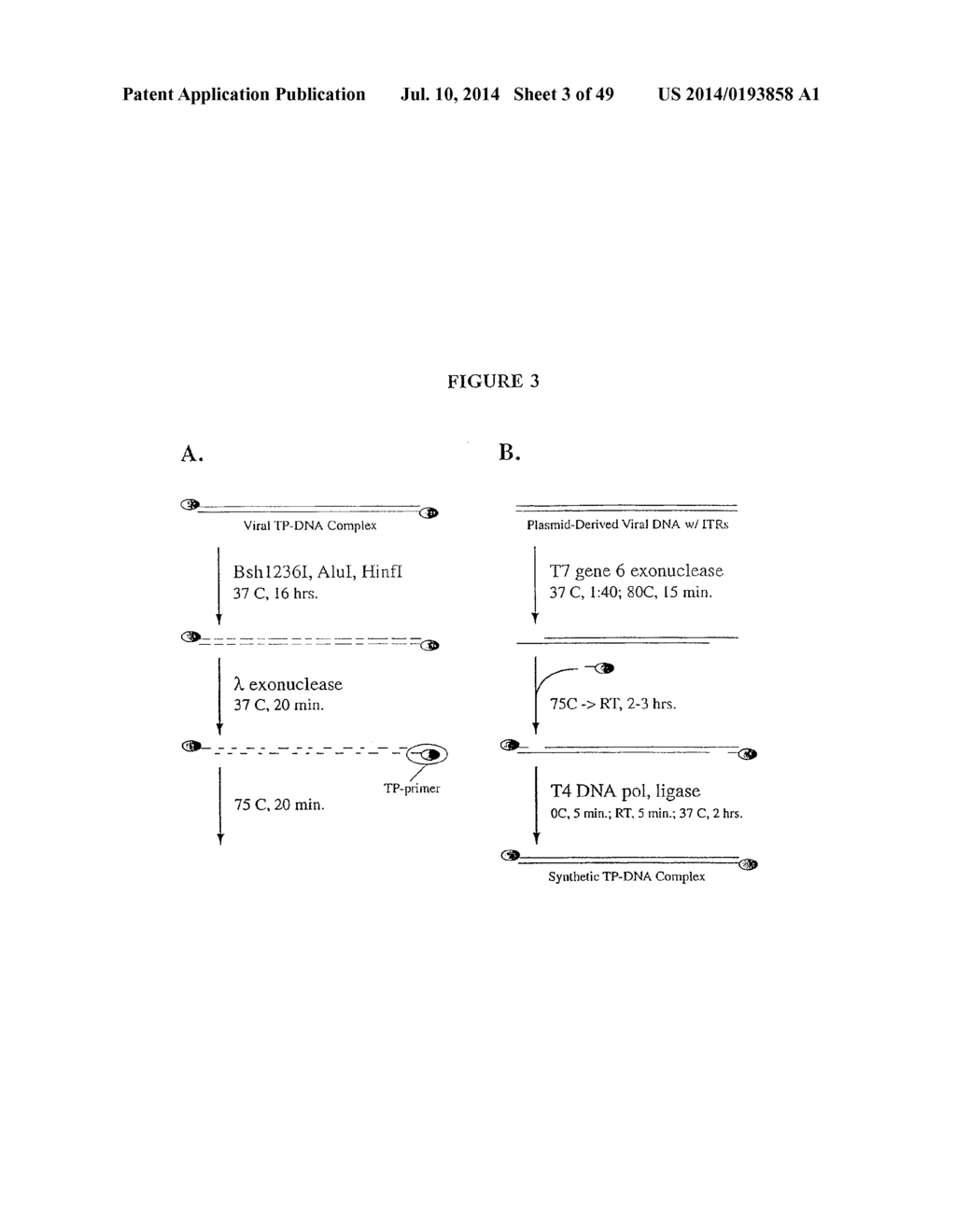 PRODUCTION OF VIRAL VECTORS - diagram, schematic, and image 04