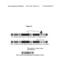 Temperature-dependent insertion of genetic material into genomic DNA diagram and image