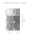 MODIFIED FACTOR VIII AND FACTOR IX GENES AND VECTORS FOR GENE THERAPY diagram and image