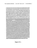 MODIFIED FACTOR VIII AND FACTOR IX GENES AND VECTORS FOR GENE THERAPY diagram and image