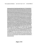 MODIFIED FACTOR VIII AND FACTOR IX GENES AND VECTORS FOR GENE THERAPY diagram and image