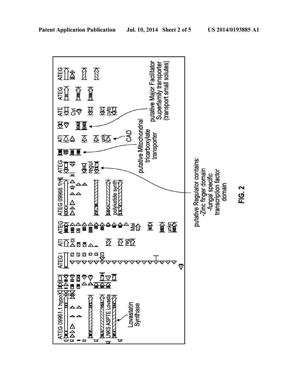 PRODUCTION OF ITACONIC ACID - diagram, schematic, and image 03