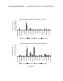 Microcarriers for Stem Cell Culture diagram and image