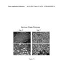 Microcarriers for Stem Cell Culture diagram and image