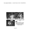 Microcarriers for Stem Cell Culture diagram and image