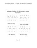 Microcarriers for Stem Cell Culture diagram and image