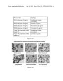 Microcarriers for Stem Cell Culture diagram and image