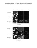 Microcarriers for Stem Cell Culture diagram and image