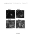 Microcarriers for Stem Cell Culture diagram and image