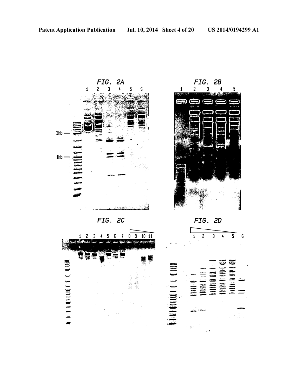 COMPOSITIONS, METHODS AND RELATED USES FOR CLEAVING MODIFIED DNA - diagram, schematic, and image 05