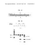 COMPOSITIONS, METHODS AND RELATED USES FOR CLEAVING MODIFIED DNA diagram and image