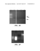 USE OF MICROVESICLES IN DIAGNOSIS AND PROGNOSIS OF MEDICAL DISEASES AND     CONDITIONS diagram and image