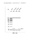 USE OF MICROVESICLES IN DIAGNOSIS AND PROGNOSIS OF MEDICAL DISEASES AND     CONDITIONS diagram and image