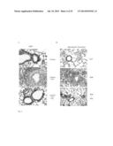 Peptide-Based Peroxidase Inhibitors and Methods of Using Same diagram and image