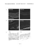 Peptide-Based Peroxidase Inhibitors and Methods of Using Same diagram and image