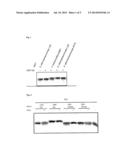 PASTEURELLACEAE VACCINES diagram and image