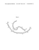 Modified Relaxin Polypeptides and Their Uses diagram and image