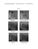 FERMENTED VEGETABLE OIL AND COMPOSITION INCLUDING SAME diagram and image