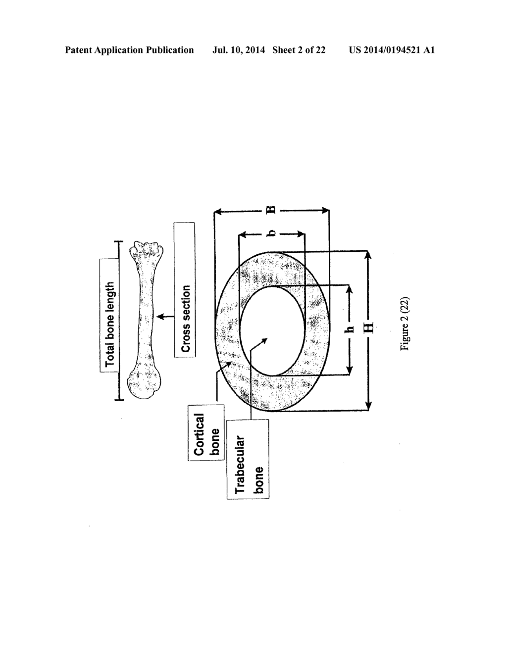 USE OF GLUTAMATE, GLUTAMATE DERIVATIVES OR METABOLITES, GLUTAMATE     ANALOGUES OR MIXTURES THEREOF FOR THE MANUFACTURE OF A COMPOSITION FOR     THE TREATMENT OF OSTEOPOROSIS - diagram, schematic, and image 03