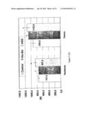 USE OF GLUTAMATE, GLUTAMATE DERIVATIVES OR METABOLITES, GLUTAMATE     ANALOGUES OR MIXTURES THEREOF FOR THE MANUFACTURE OF A COMPOSITION FOR     THE TREATMENT OF OSTEOPOROSIS diagram and image