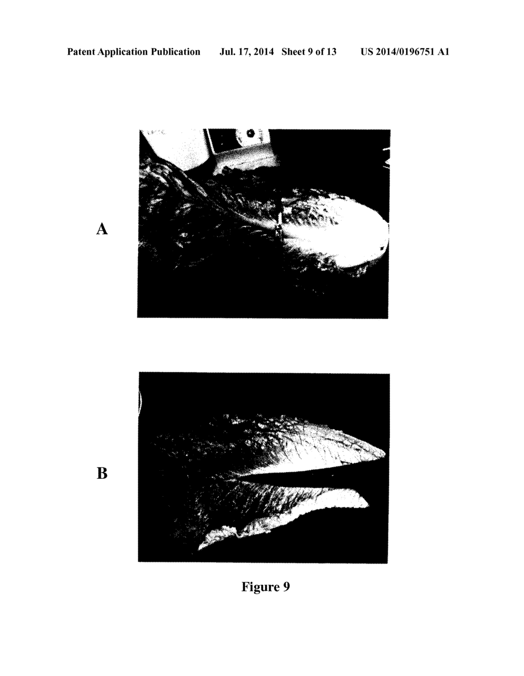 METHOD FOR SANITIZING FRESH PRODUCE - diagram, schematic, and image 10