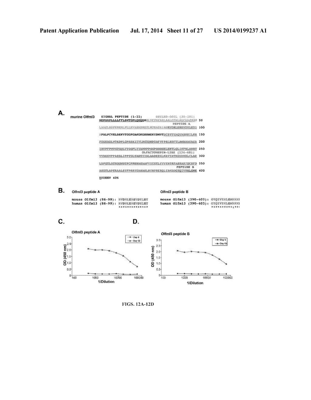 METHODS AND COMPOSITIONS FOR MODULATION OF OLFML3 MEDIATED ANGIOGENESIS - diagram, schematic, and image 12