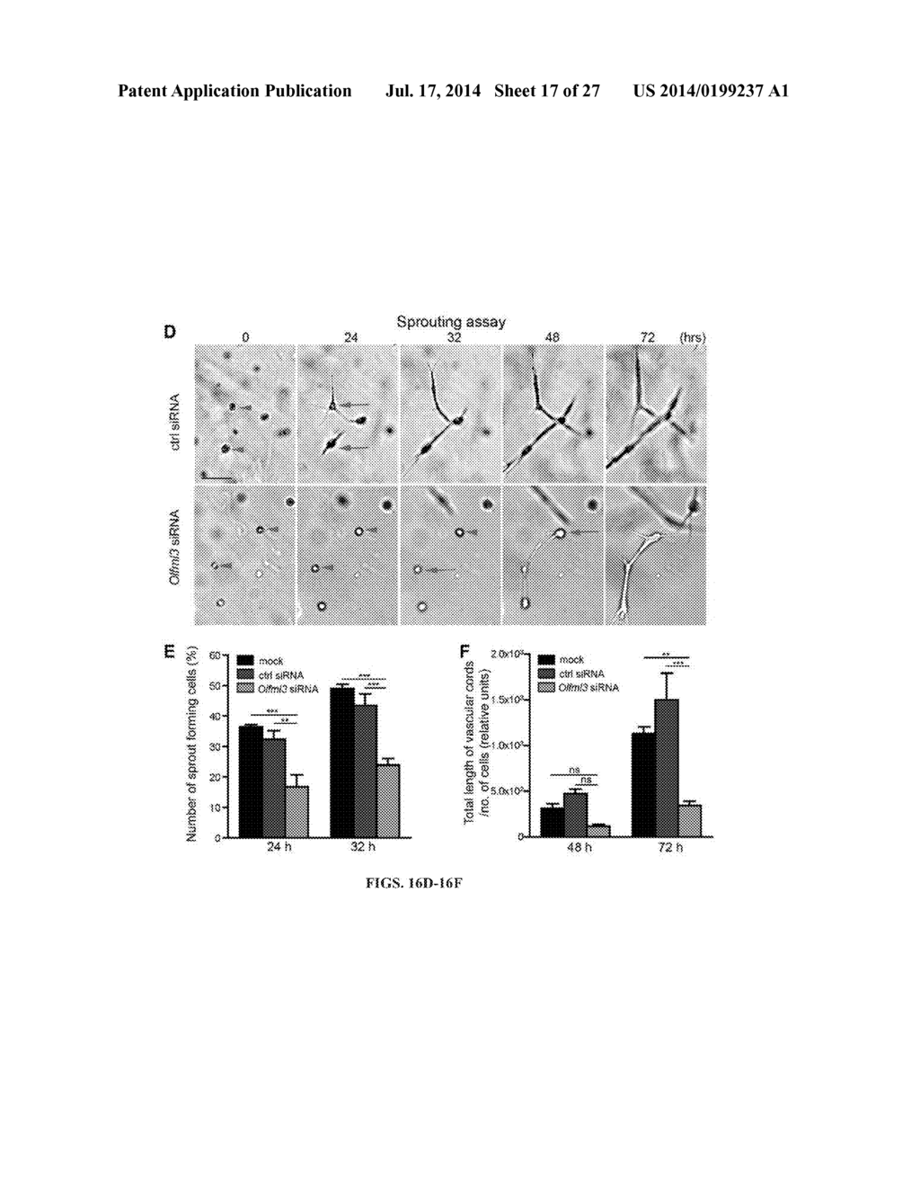 METHODS AND COMPOSITIONS FOR MODULATION OF OLFML3 MEDIATED ANGIOGENESIS - diagram, schematic, and image 18