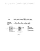 LISTERIA-BASED ADJUVANTS diagram and image