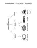 BROWN ADIPOCYTE MODIFICATION diagram and image