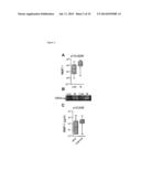 USE OF MATRIX METALLOPROTEINASE INHIBITORS TO TREAT TUBERCULOSIS diagram and image