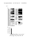 USE OF MATRIX METALLOPROTEINASE INHIBITORS TO TREAT TUBERCULOSIS diagram and image