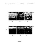 RECONSTRUCTED SCALP MODEL AND PROCESS FOR SCREENING ACTIVE MOLECULES diagram and image